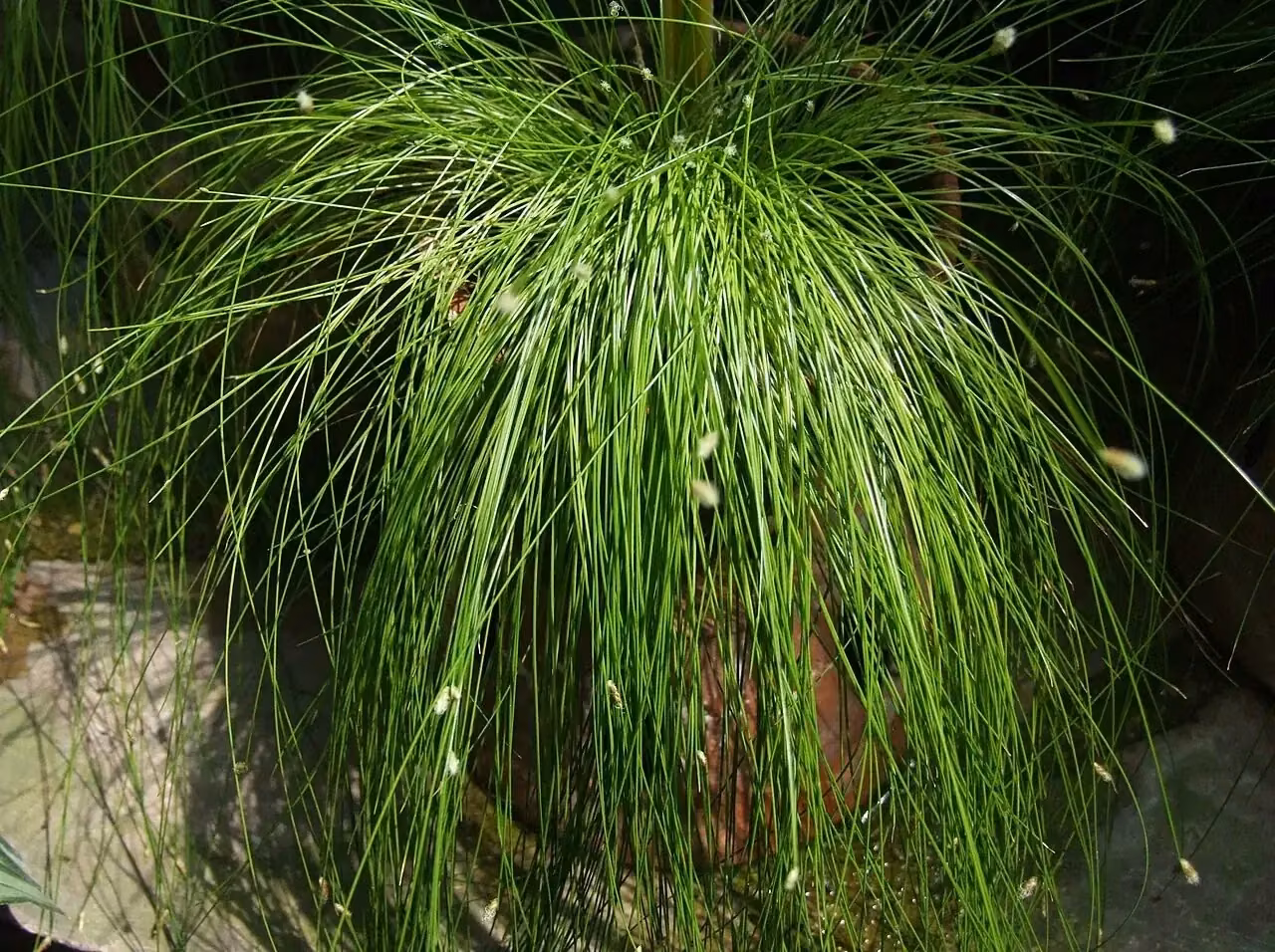 Fiber Optic Grass