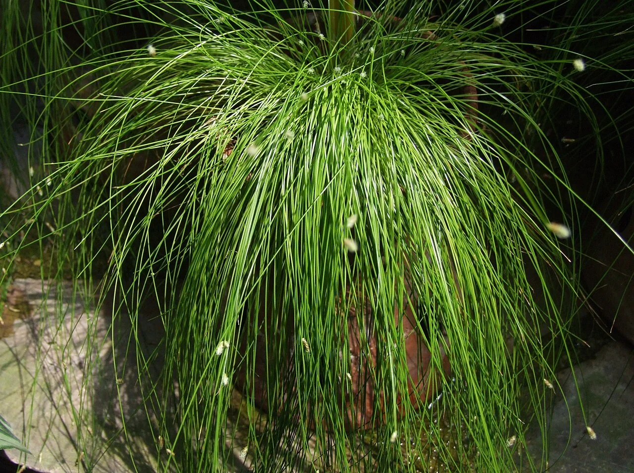 Fiber Optic Grass (Isolepis cernua) hero image