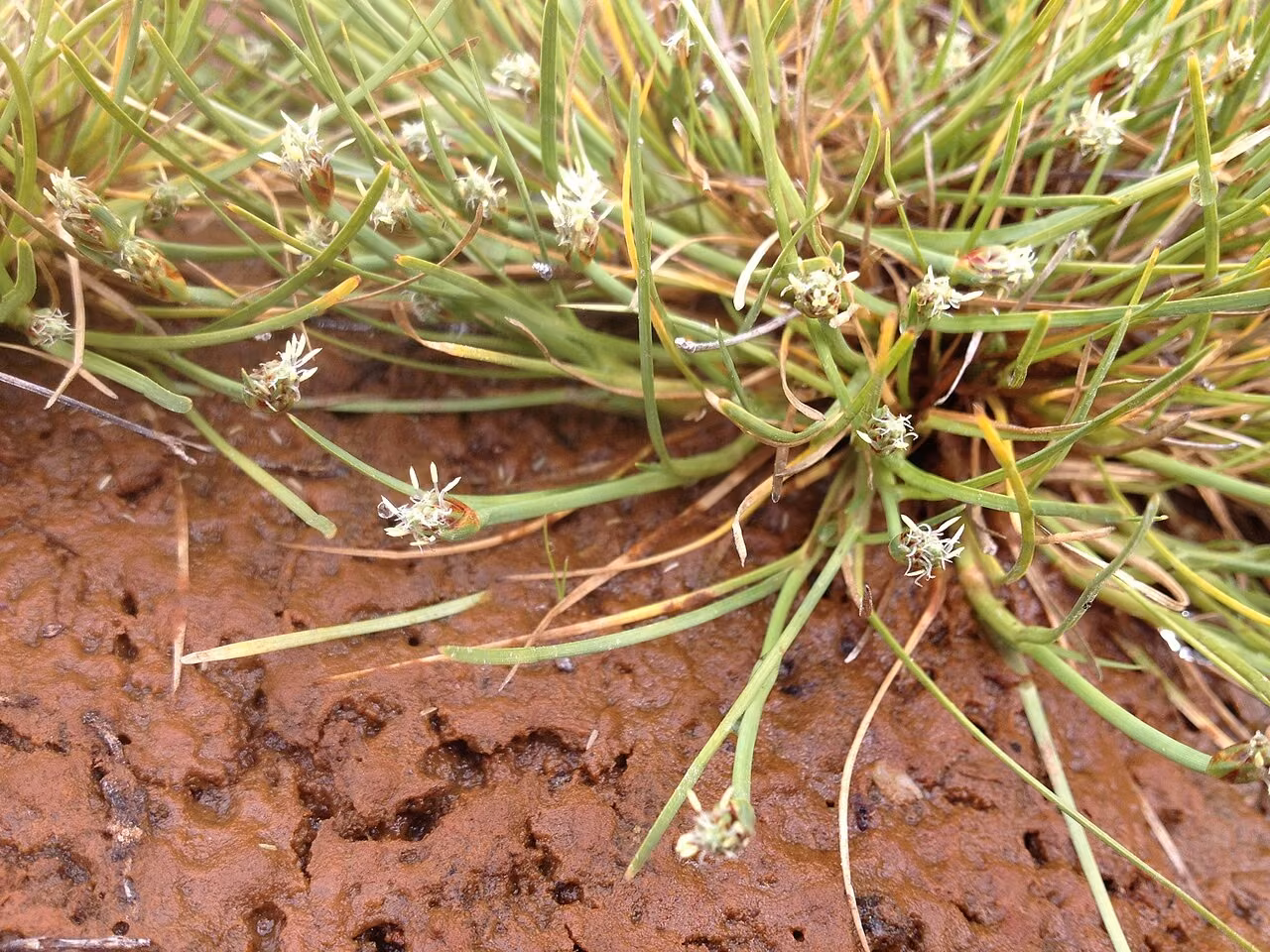 Isolepis crassiuscula (Isolepis crassiuscula)