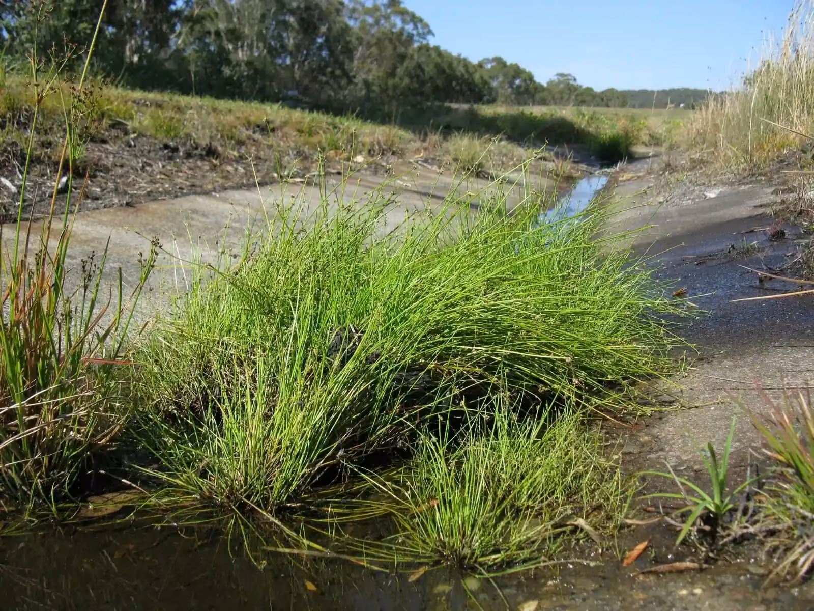 Isolepis Inundata Native Plant (Isolepis inundata)