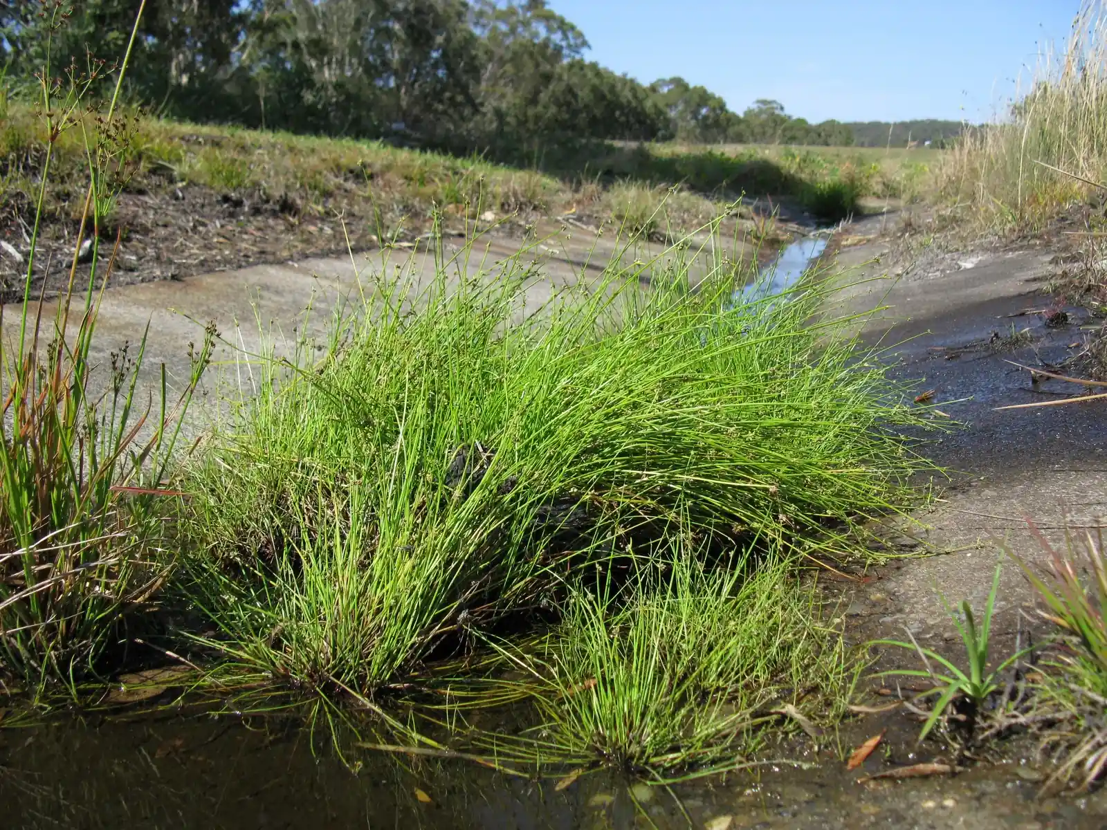 Isolepis Inundata Native Plant (Isolepis inundata)