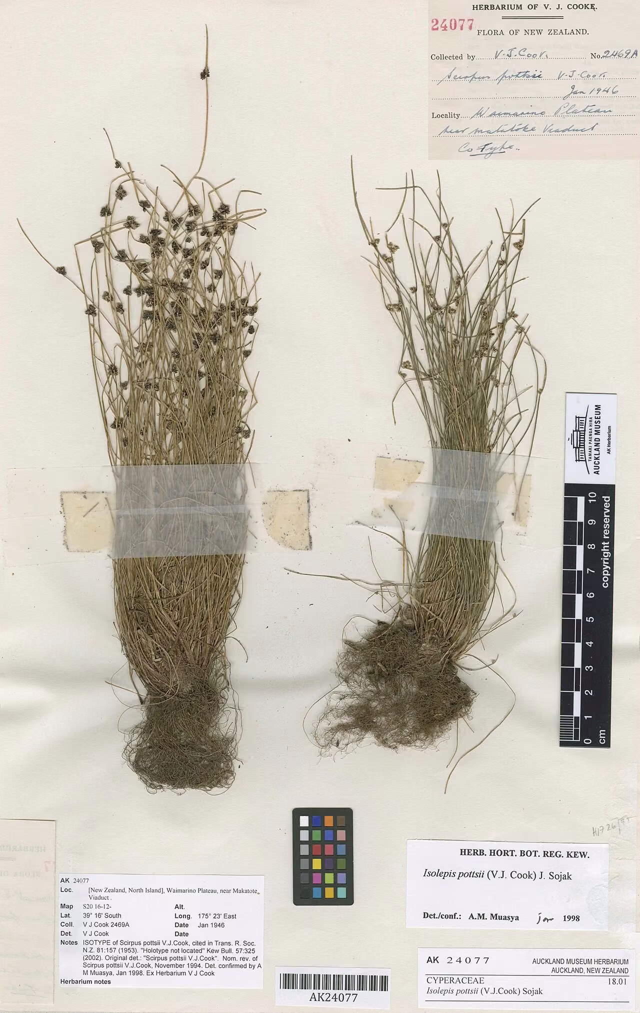 Isolepis pottsii (Isolepis pottsii)