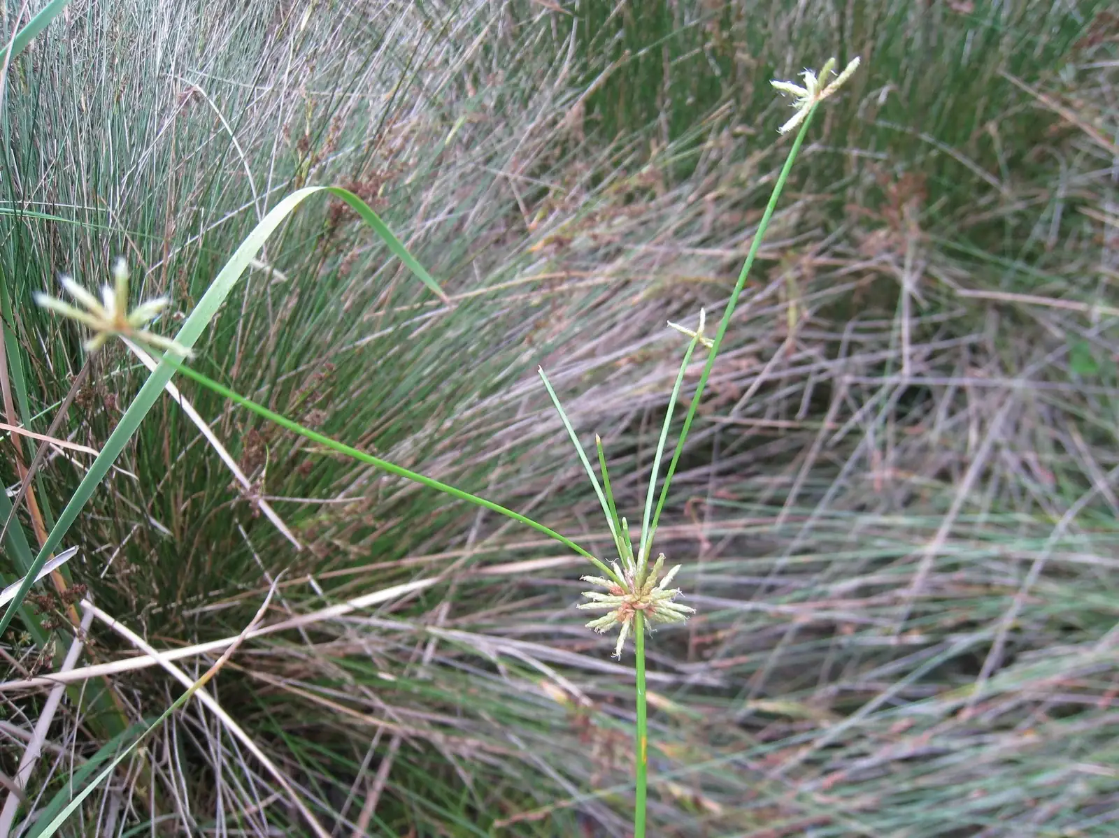 Isolepis Prolifera Native Plant (Isolepis prolifera)