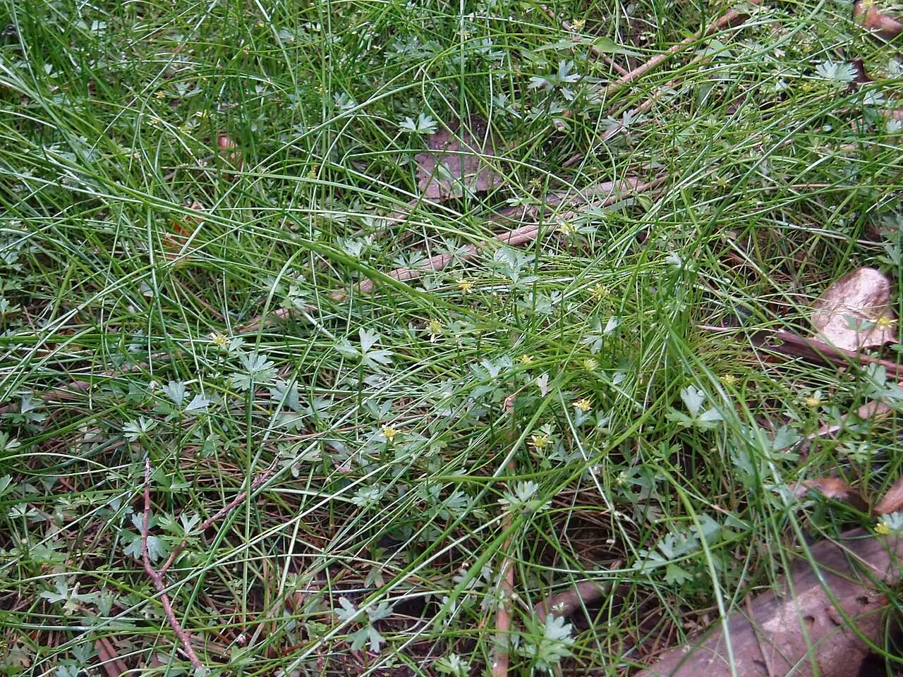 Isolepis reticularis (Isolepis reticularis)