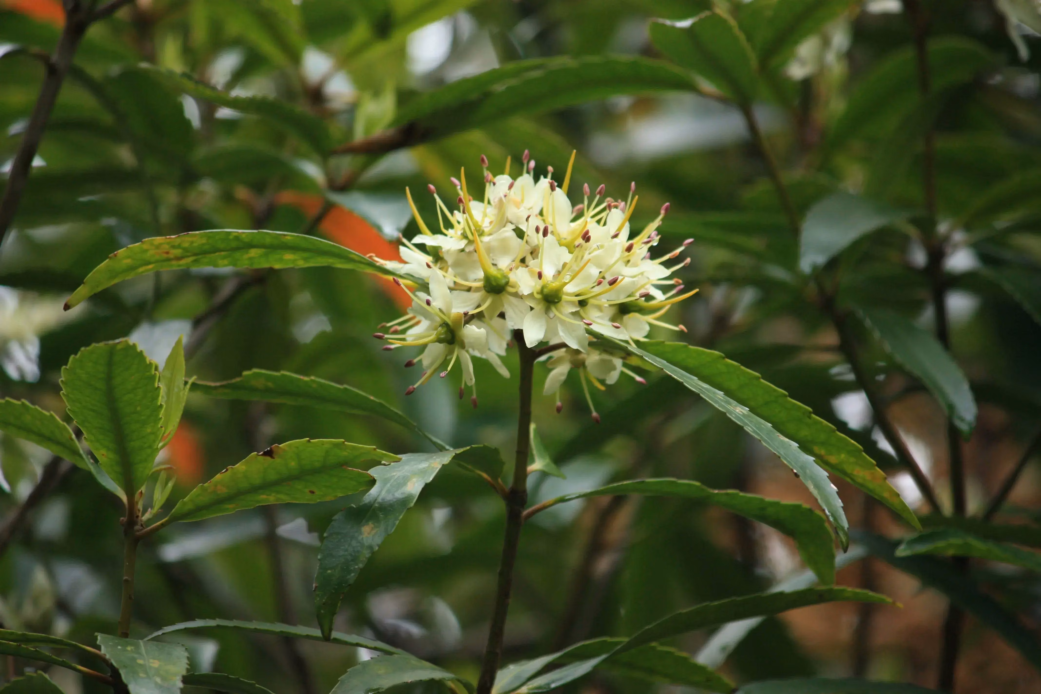 Ixerba Brexioides