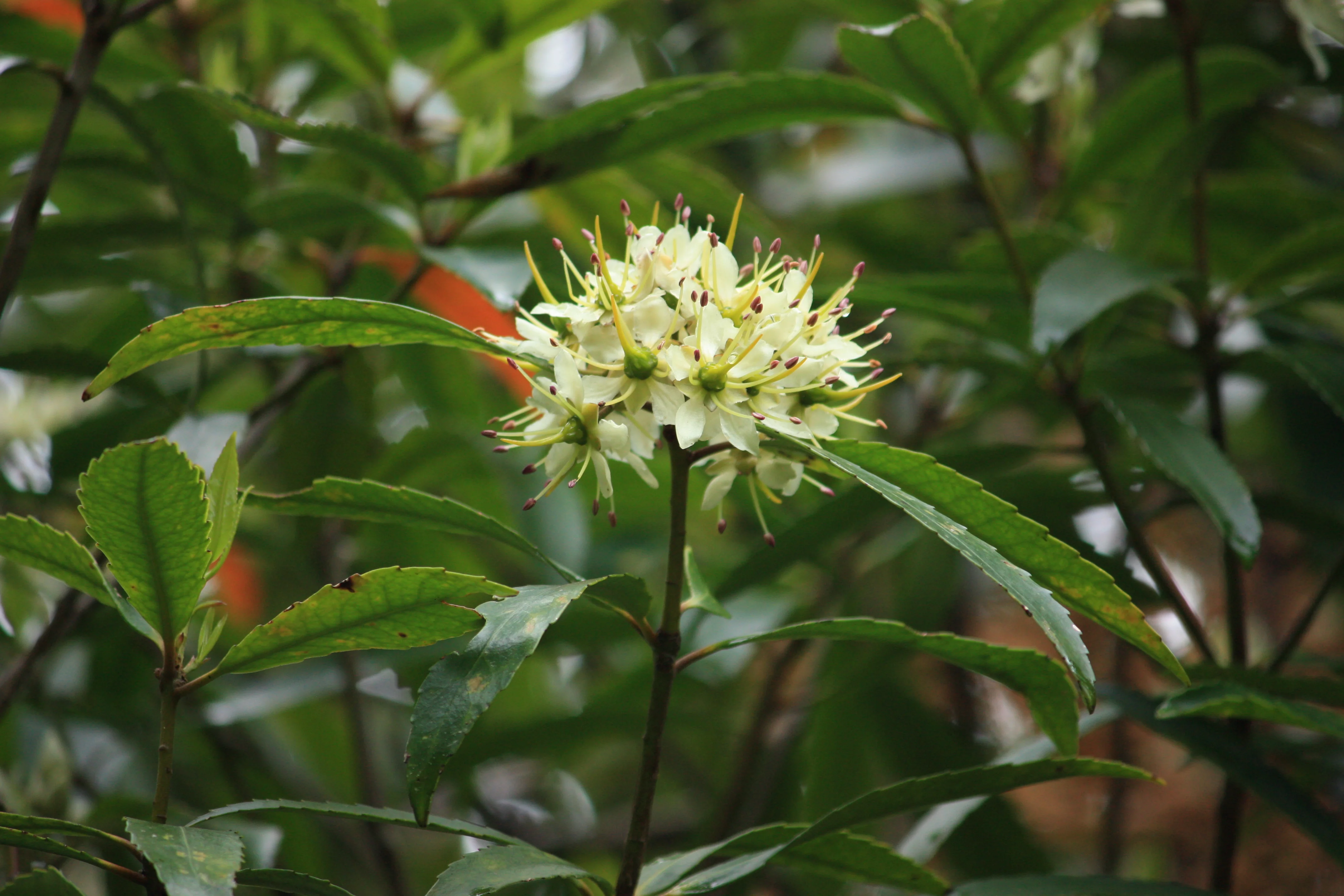 Tāwari (<i>Ixerba brexioides</i>) hero image