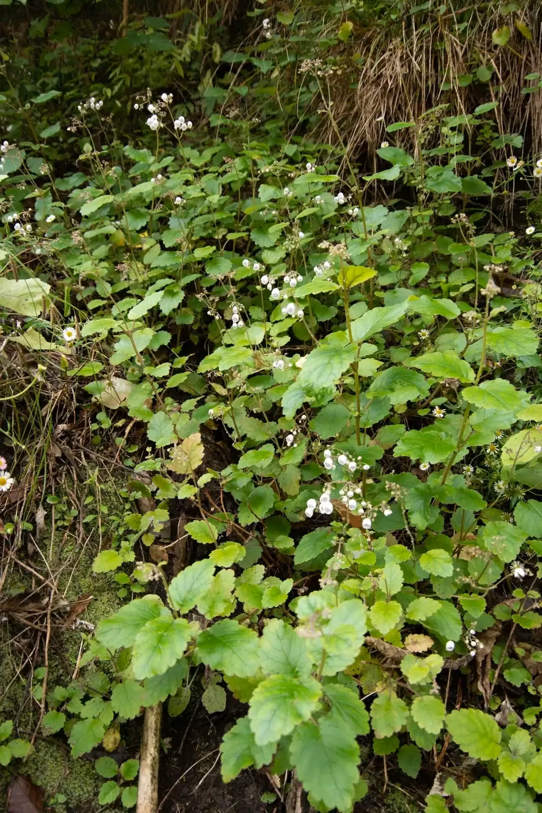 Jovellana Sinclairii Native Plant (Jovellana sinclairii)