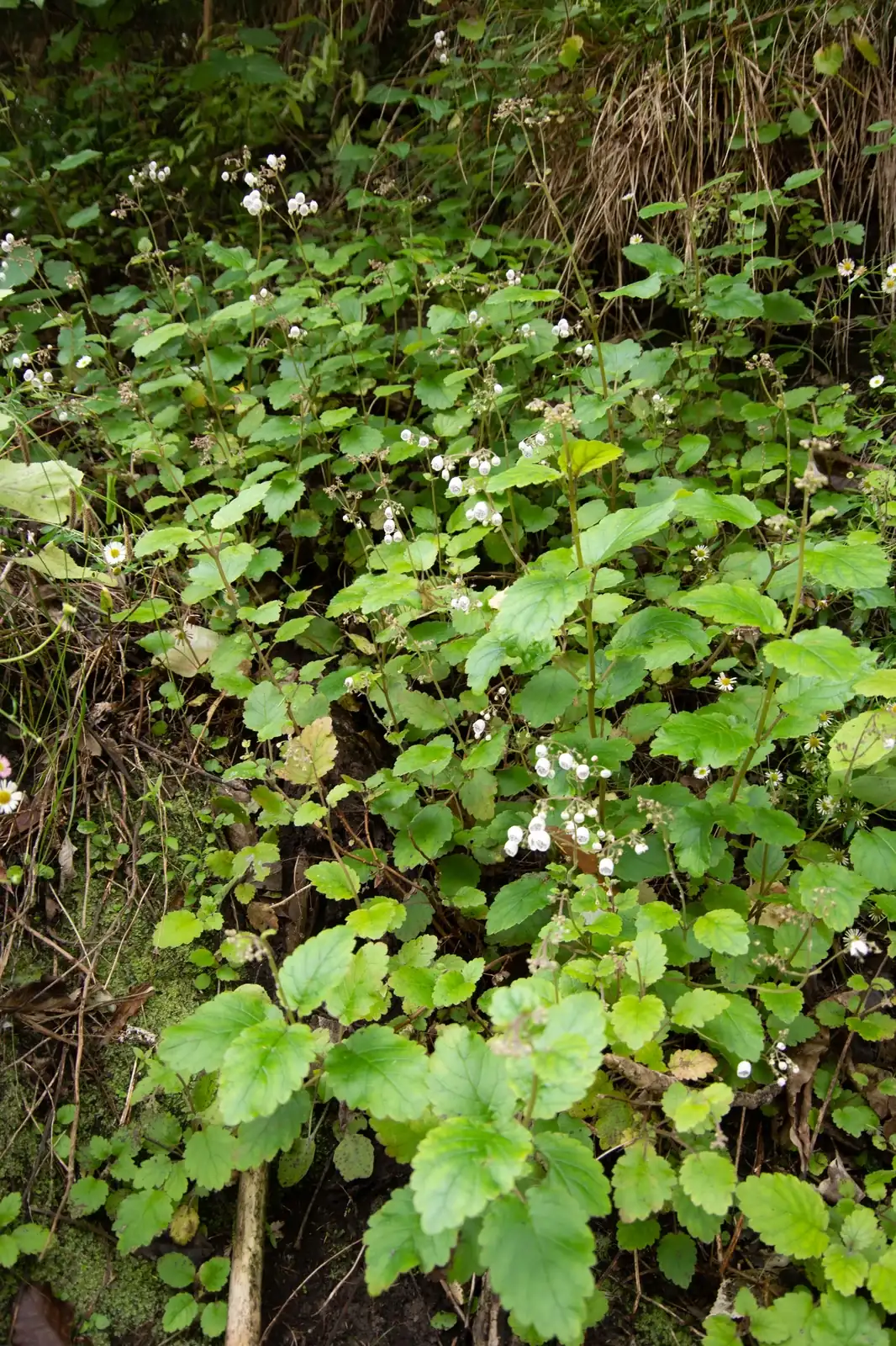 Jovellana Sinclairii Native Plant (Jovellana sinclairii)