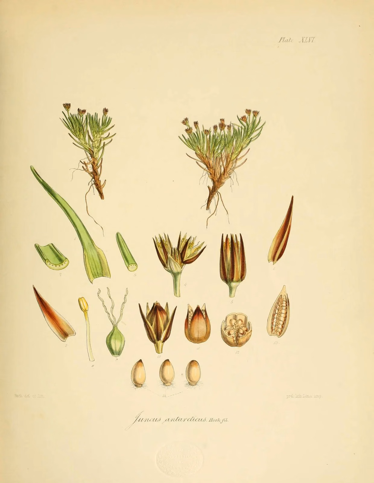 Juncus Antarcticus Native Plant (Juncus antarcticus)