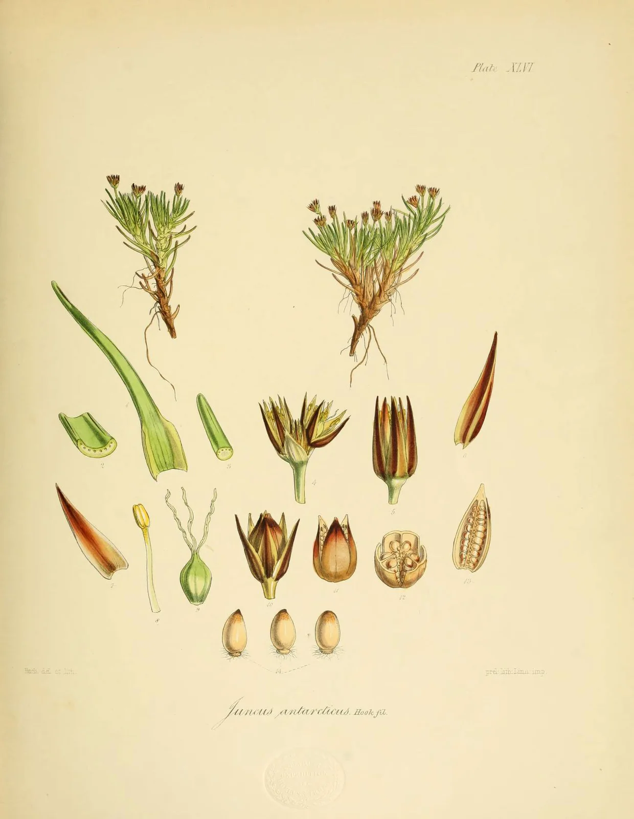 Juncus Antarcticus Native Plant (Juncus antarcticus)