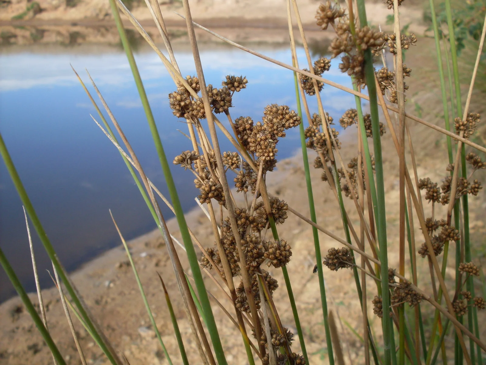 Juncus Australis Native Plant (Juncus australis)