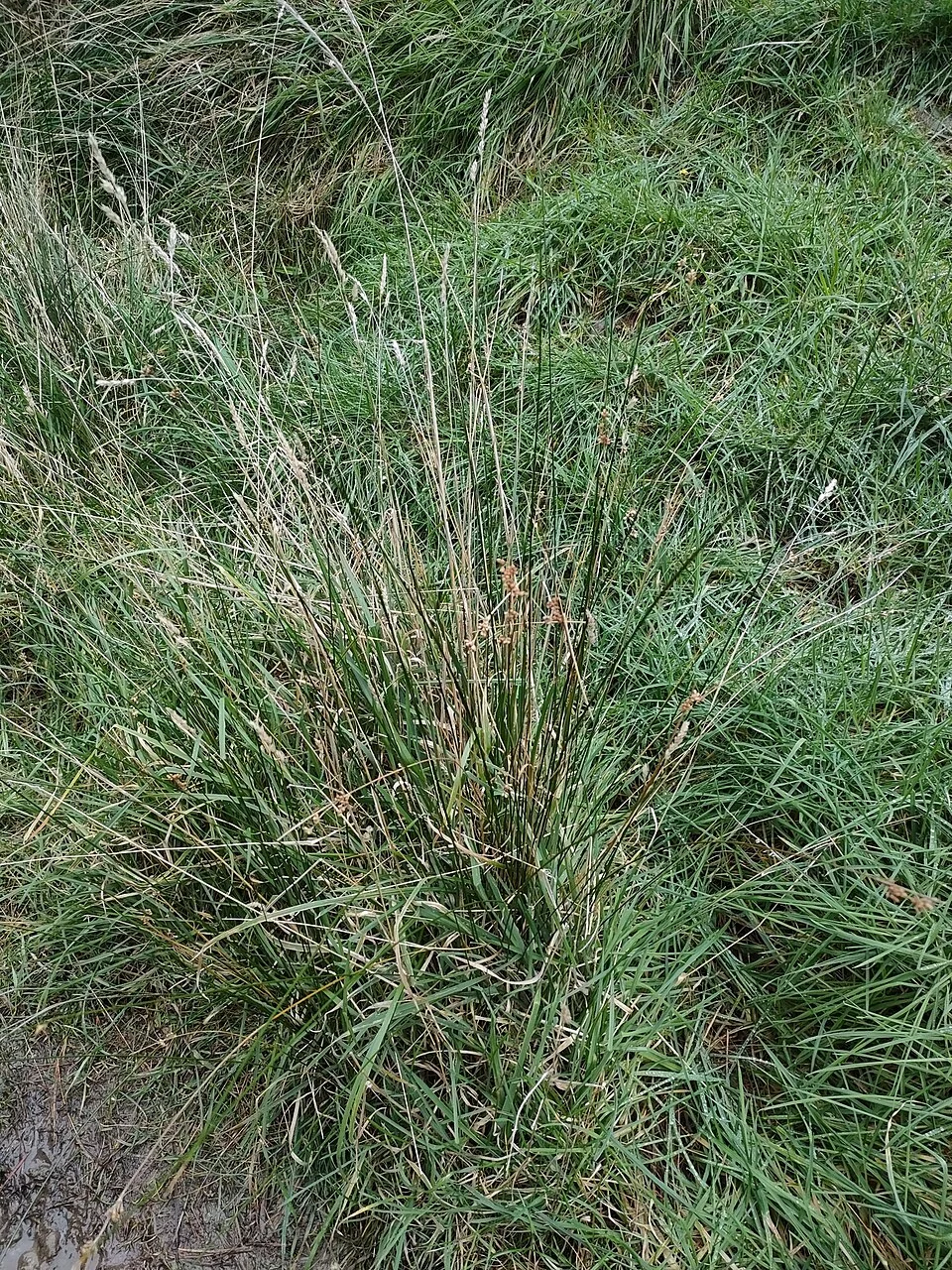 Two-tiered Rush (Juncus distegus) hero image