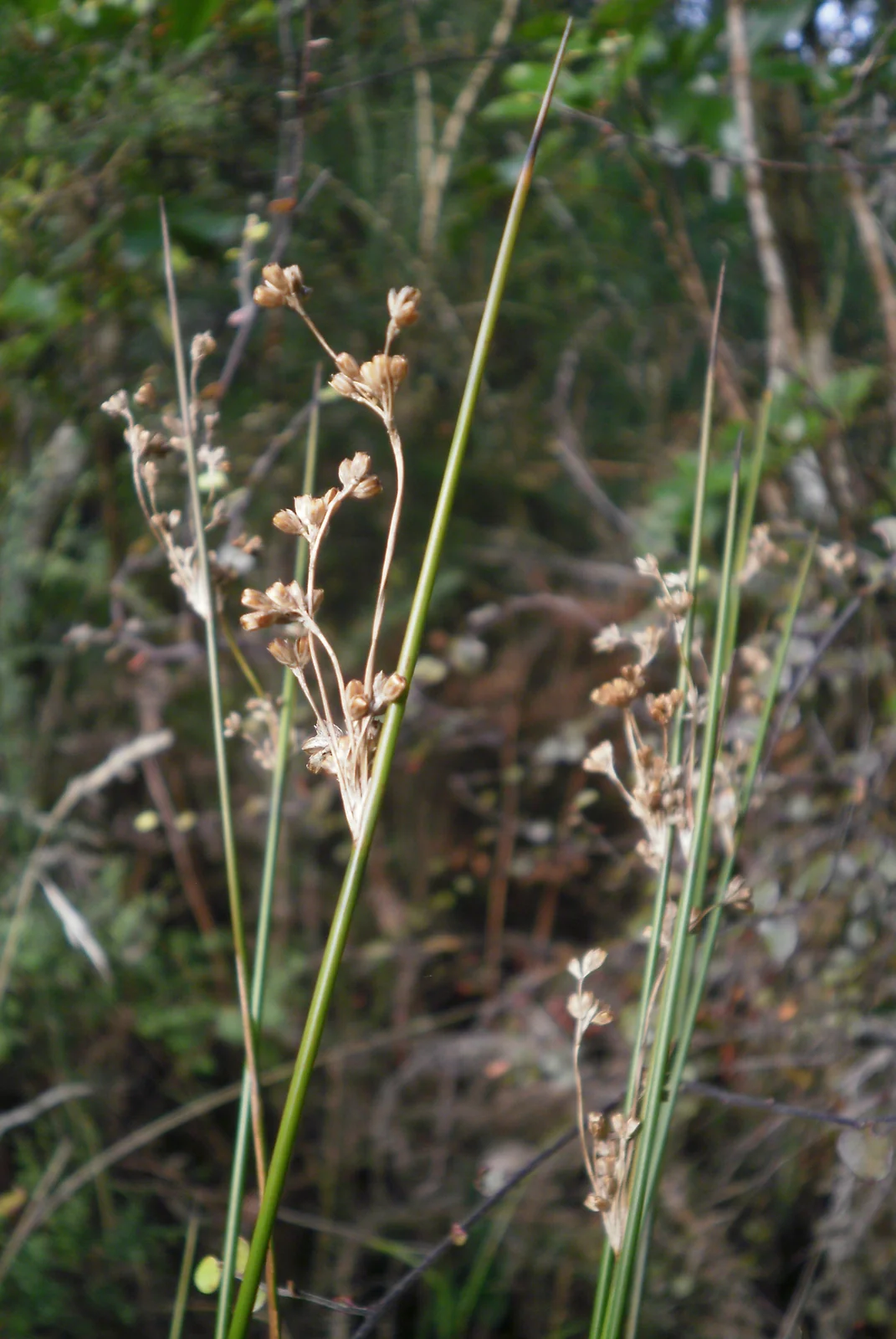 Juncus Edgariae Native Plant (Juncus edgariae)