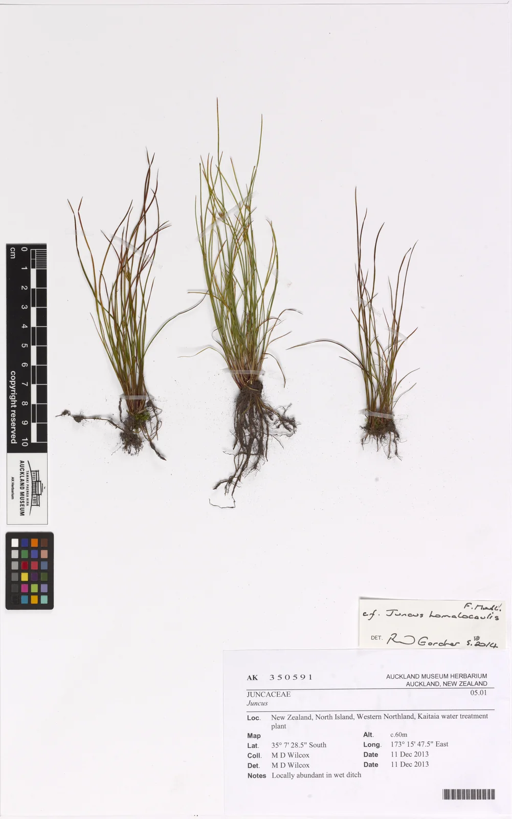 Juncus Homalocaulis Native Plant (Juncus homalocaulis)