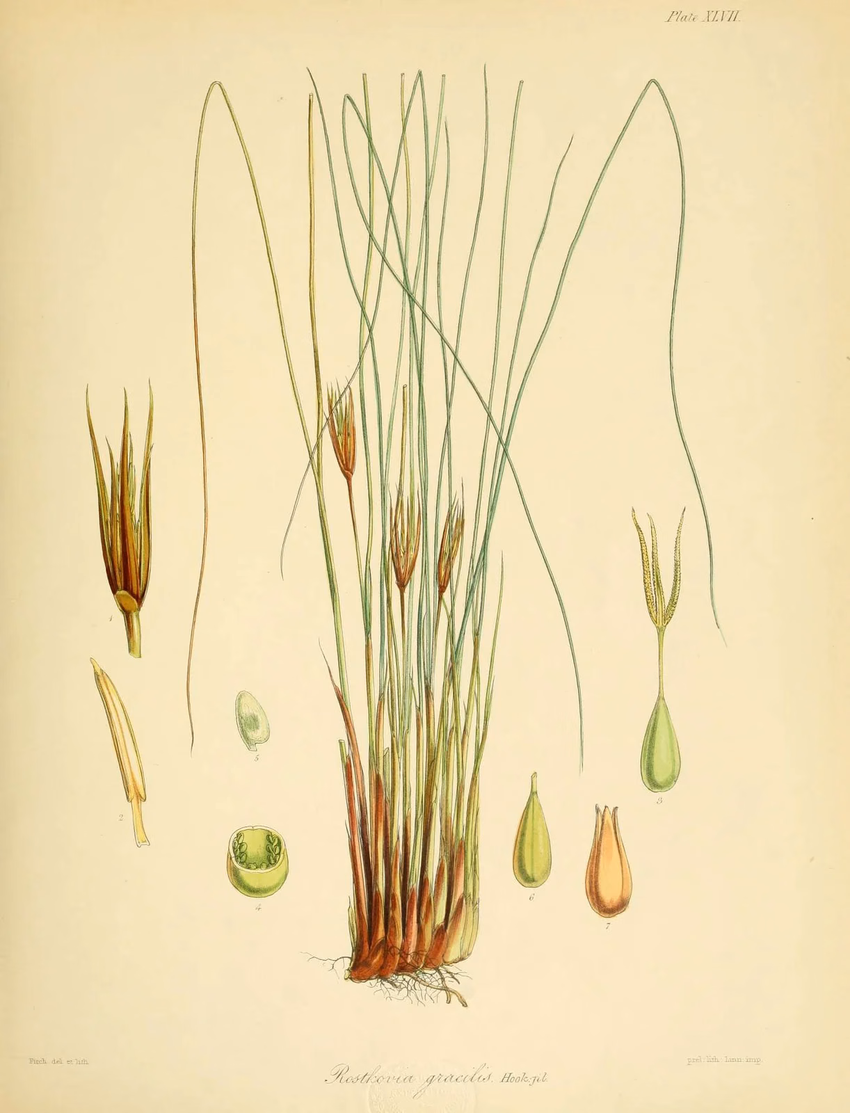 Juncus Hookeridis Native Plant (Juncus hookeridis)