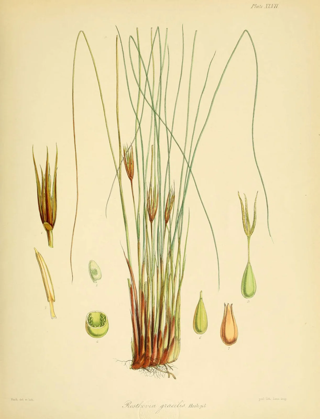 Juncus Hookeridis Native Plant (Juncus hookeridis)