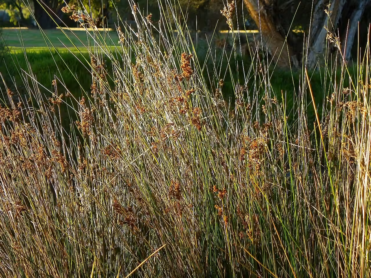 Juncus pallidus (Juncus pallidus)