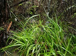 Grass-leaved Rush (Juncus planifolius)