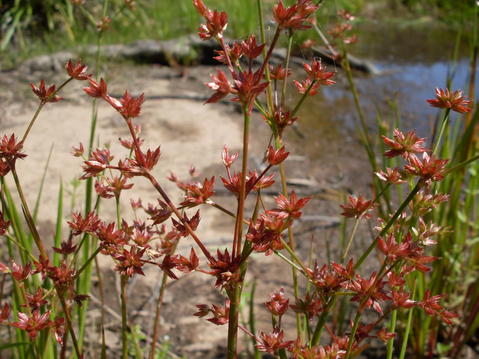 Juncus Prismatocarpus Native Plant (Juncus prismatocarpus)