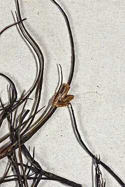 Dwarf Rush
