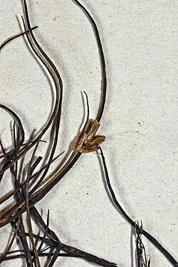 Dwarf Rush (Juncus pusillus) hero image