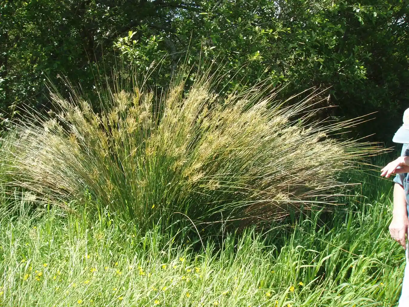 Juncus Sarophorus Native Plant (Juncus sarophorus)