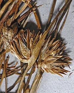 Short Rush (Juncus scheuchzerioides)