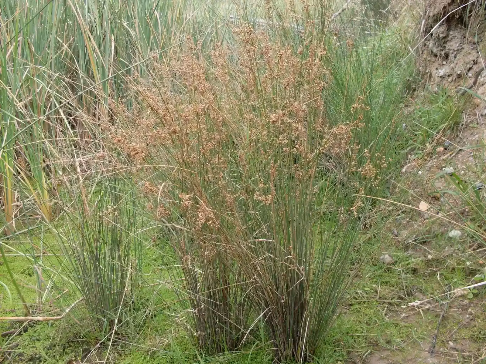 Juncus Usitatus Native Plant (Juncus usitatus)