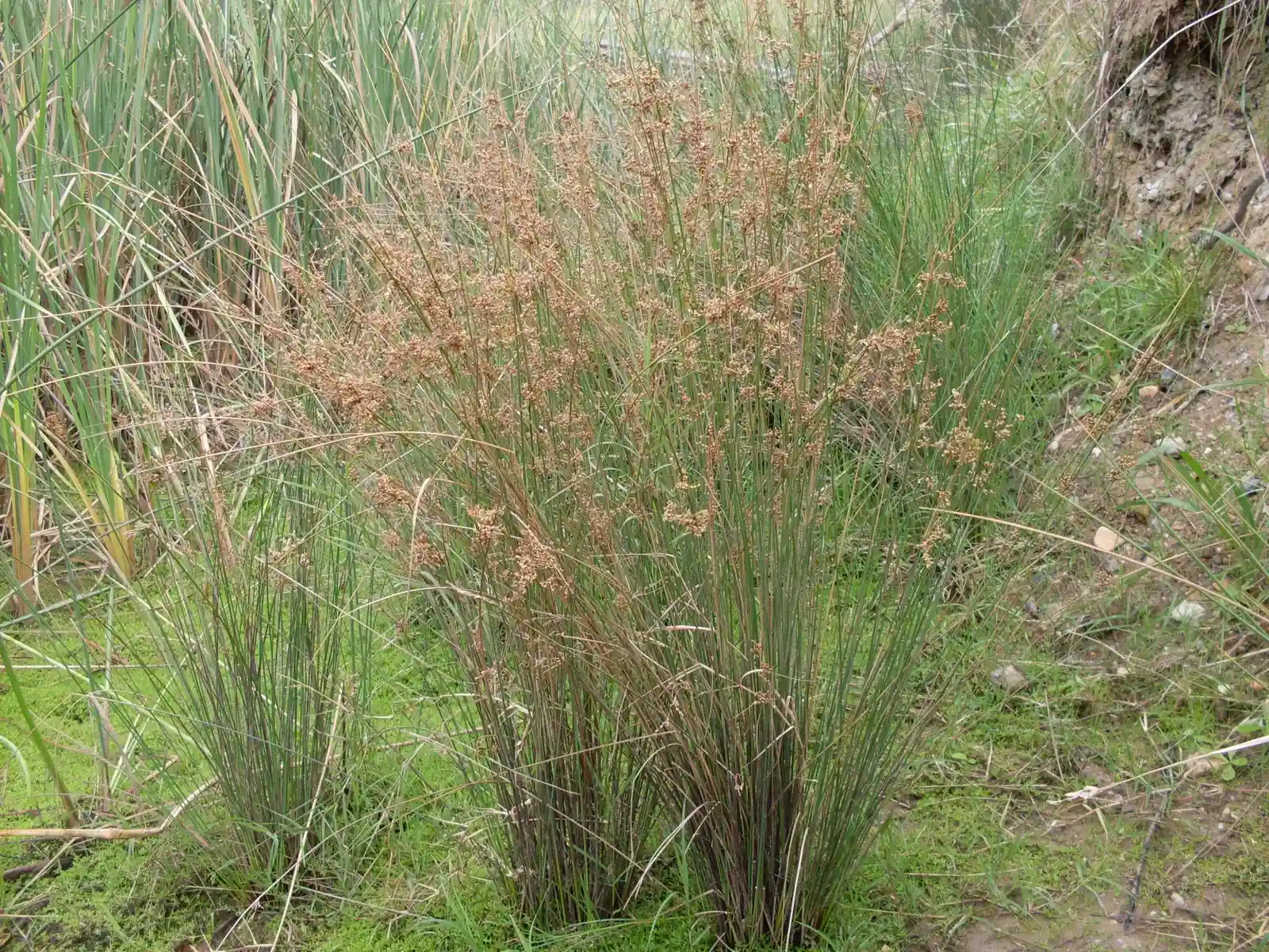 Juncus Usitatus Native Plant (Juncus usitatus)