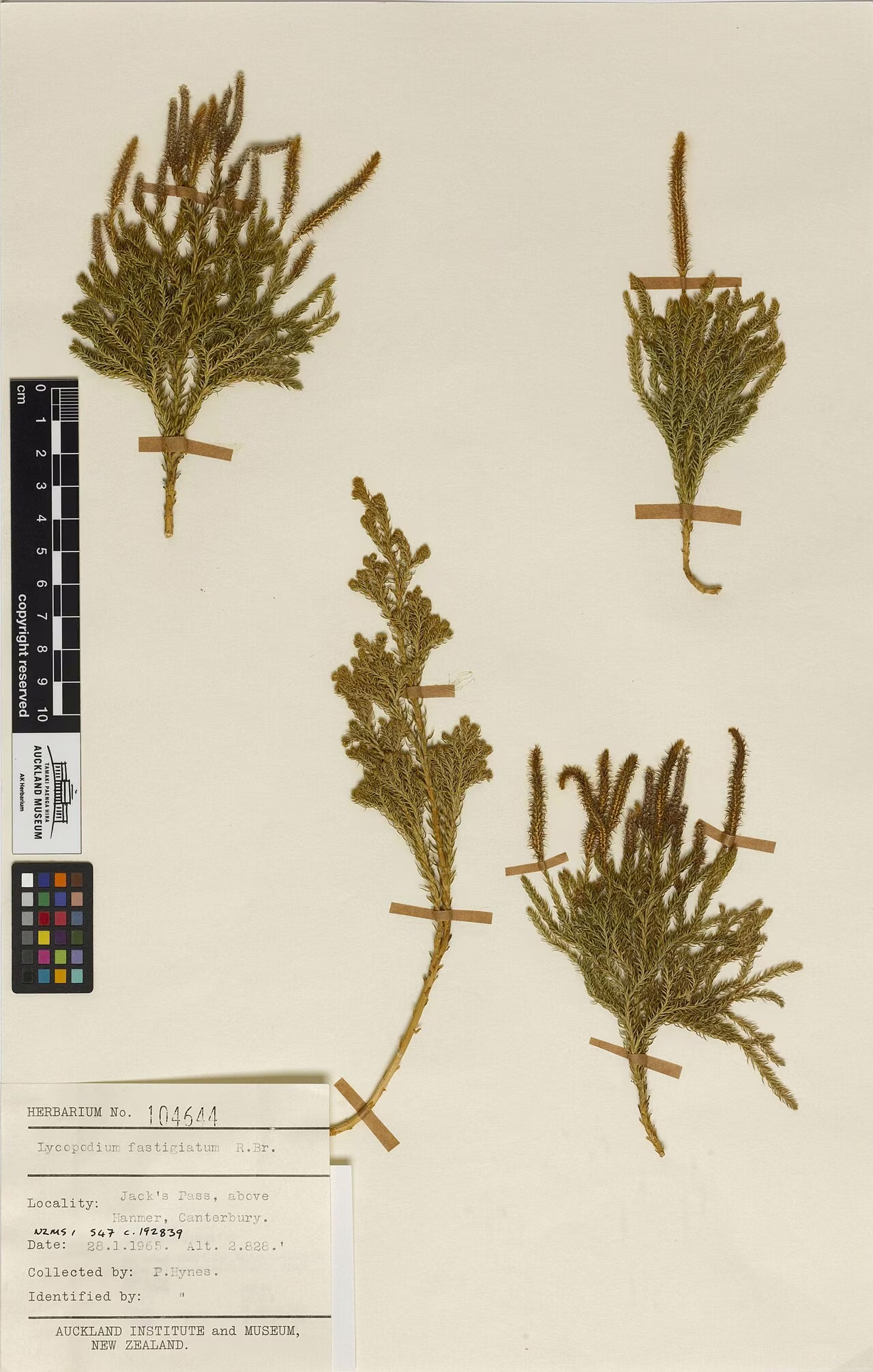 Kelleria dieffenbachii (Kelleria dieffenbachii)