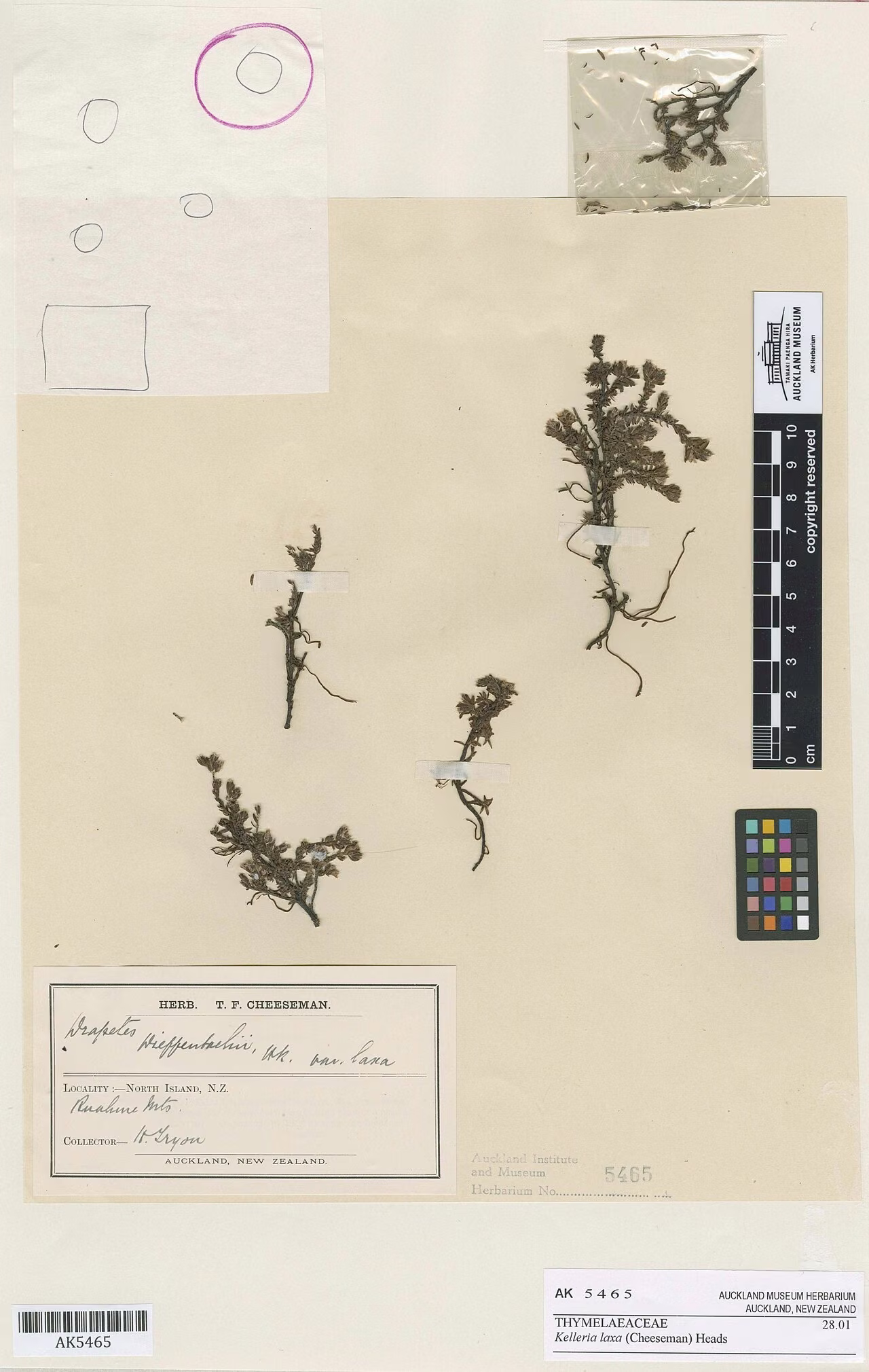 Kelleria laxa (Kelleria laxa) hero image