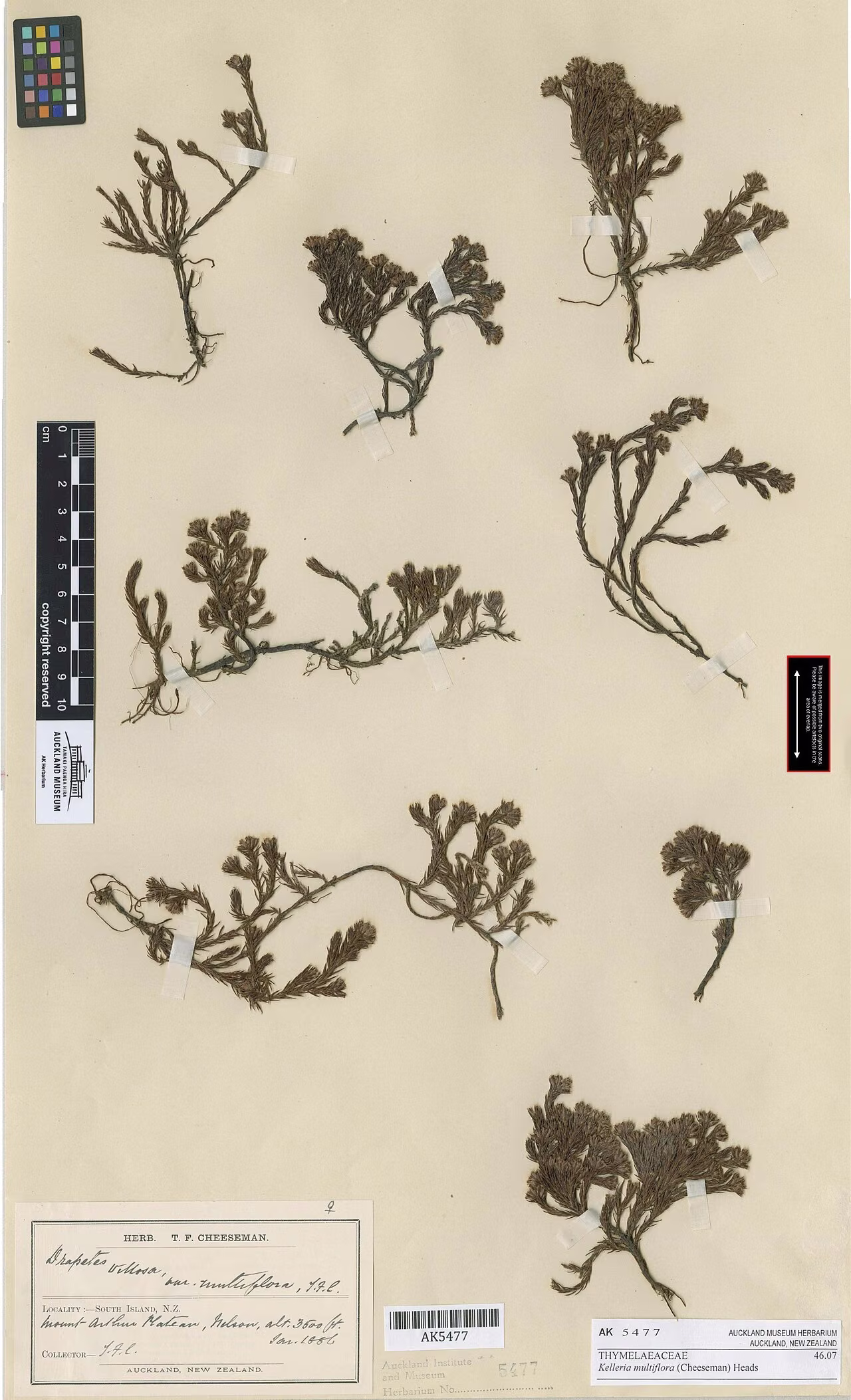 Kelleria multiflora (Kelleria multiflora)