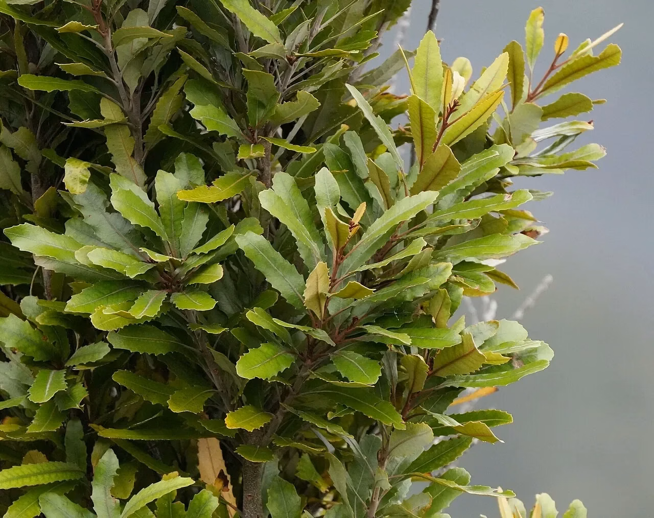 Knightia Excelsa