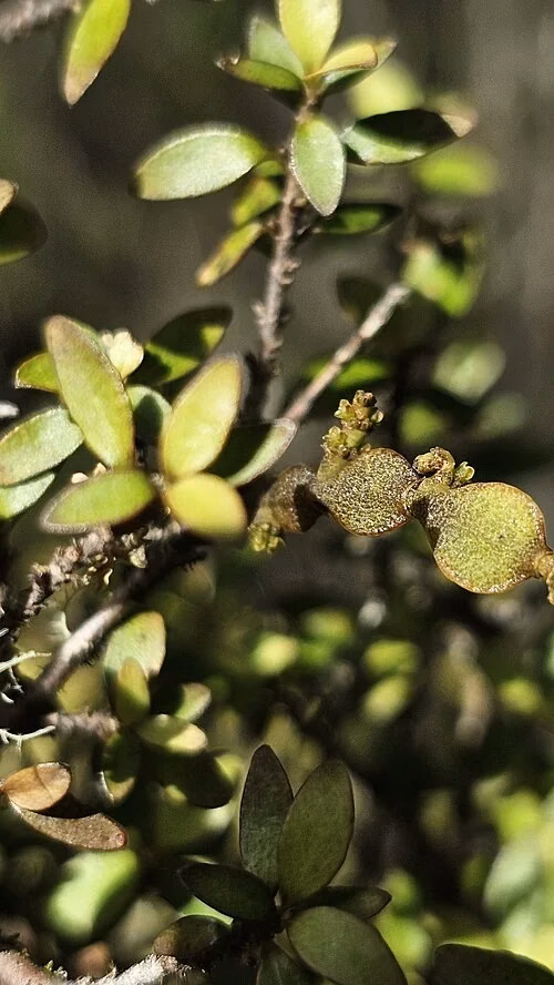 Lindsay's Dwarf Mistletoe (Korthalsella lindsayi)