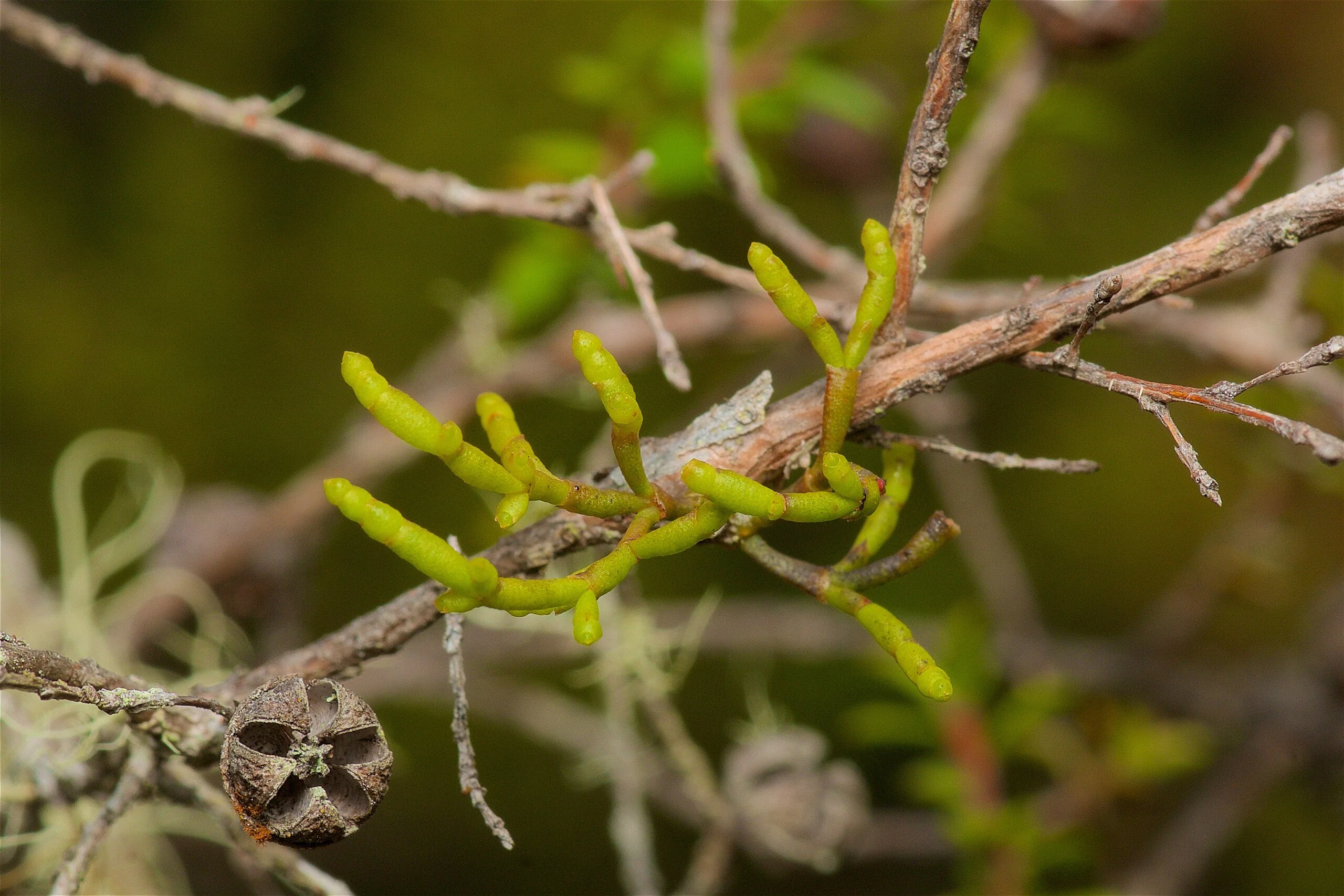 Dwarf Mistletoe