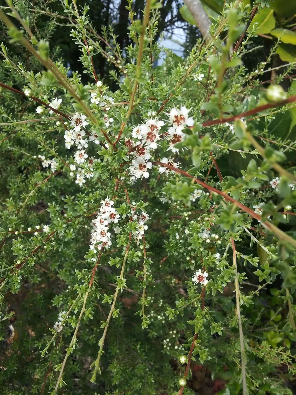 Kunzea Amathicola Native Plant (Kunzea amathicola)
