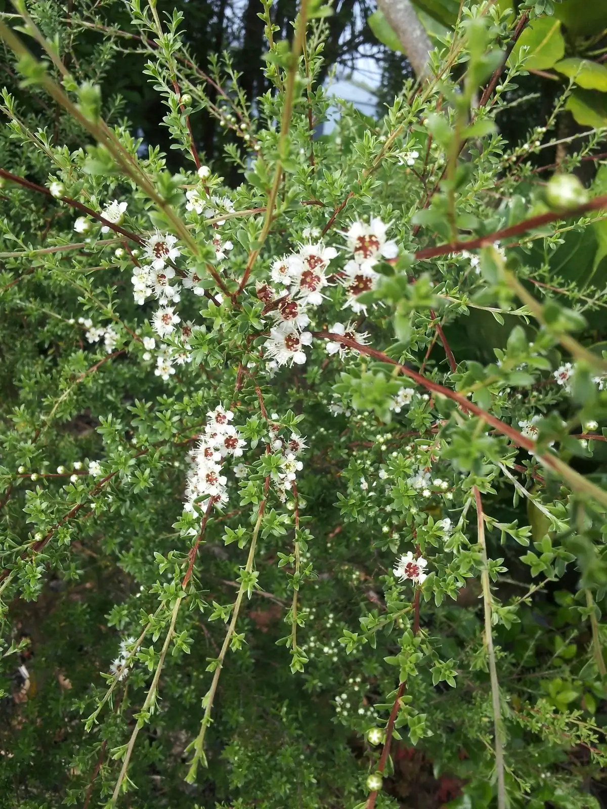 Kunzea Amathicola Native Plant (Kunzea amathicola)