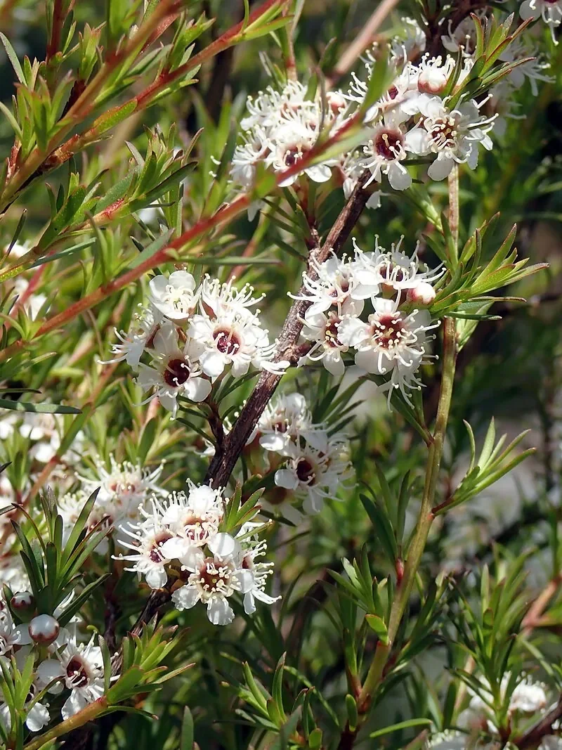 Kānuka hero image
