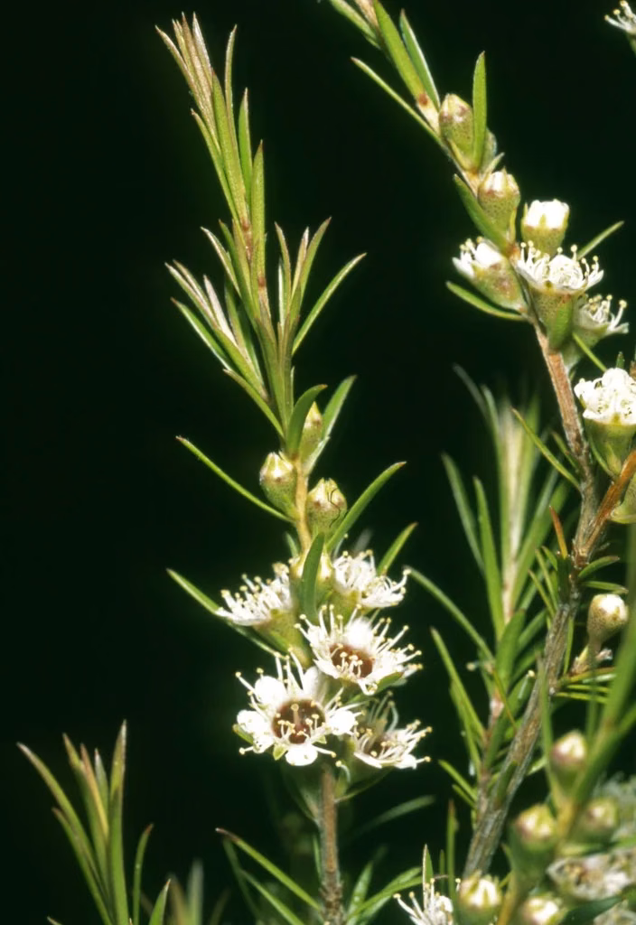 Kunzea Linearis Native Plant (Kunzea linearis)
