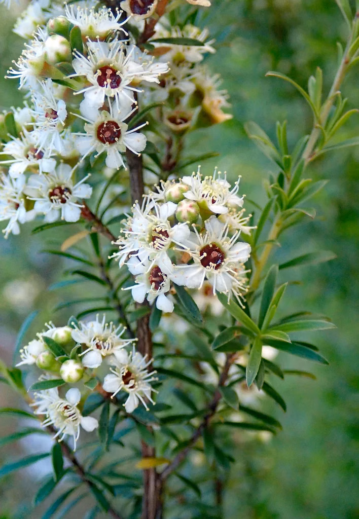 Kunzea Robusta Native Plant (Kunzea robusta)