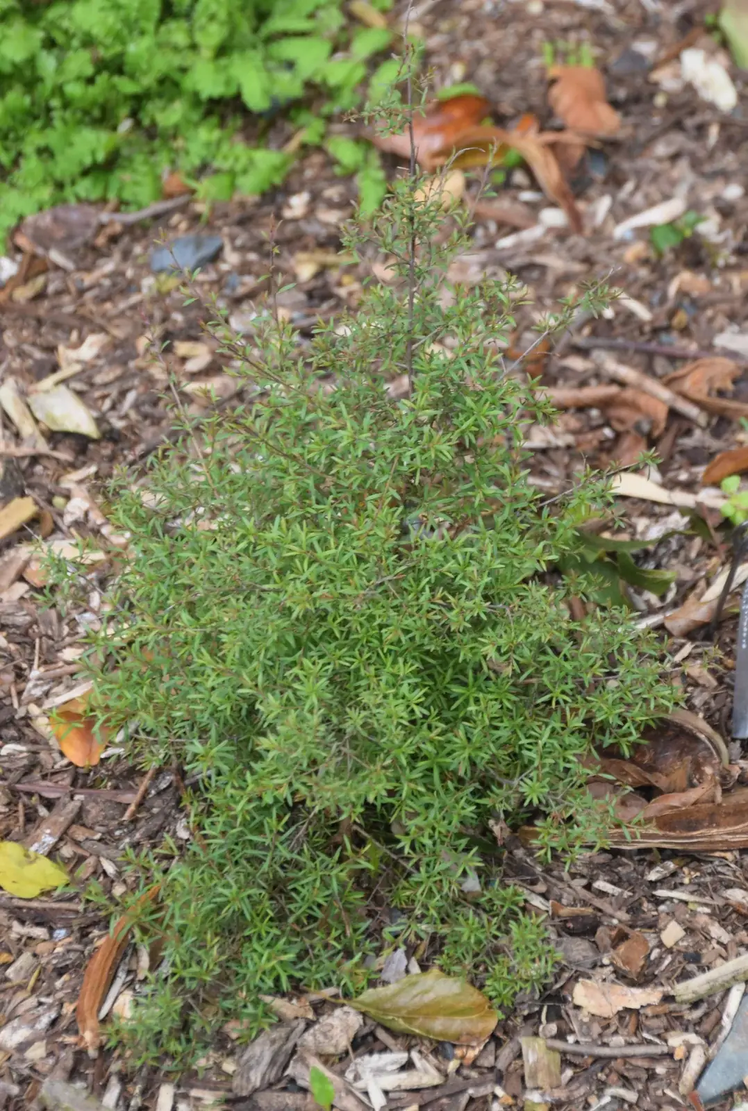 Kunzea Salterae Native Plant (Kunzea salterae)