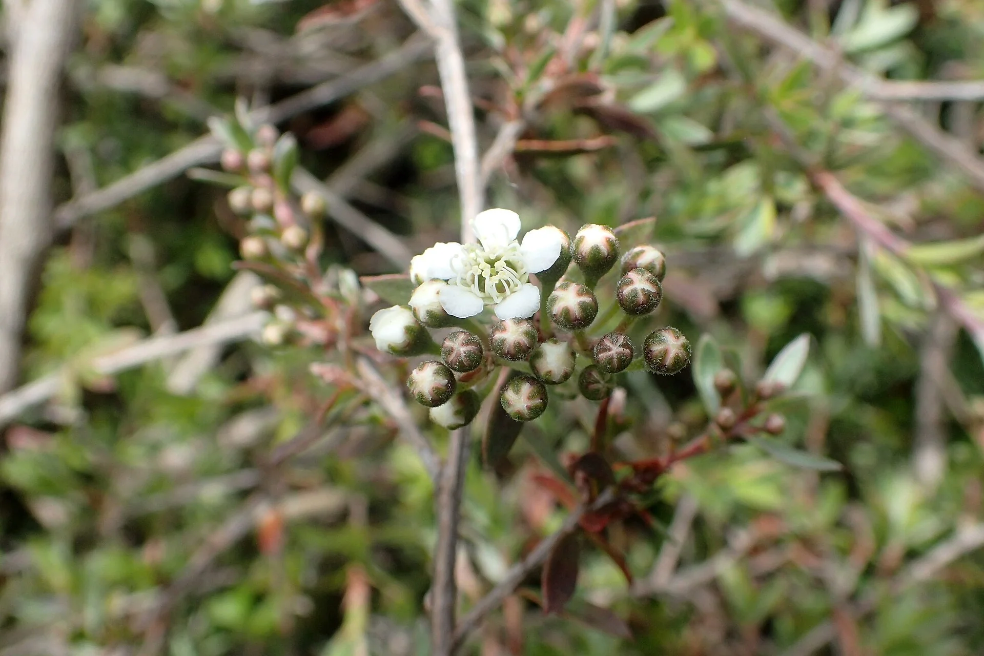 Barrier Island Kānuka (Kunzea sinclairii) hero image