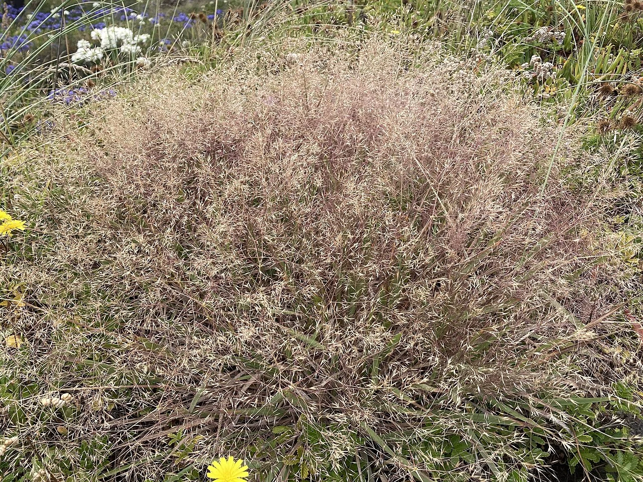 Coast Blowngrass (Lachnagrostis billardierei) forming loose tufts on a sandy foredune with airy seed heads