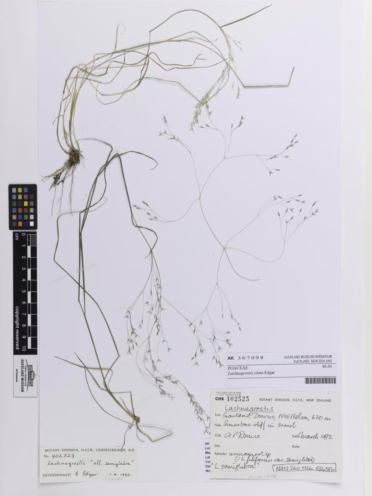 Lachnagrostis elata (Lachnagrostis elata)