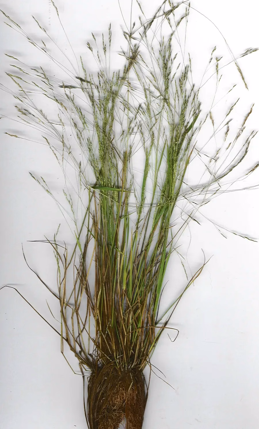 Lachnagrostis Filiformis Grass (Lachnagrostis filiformis)