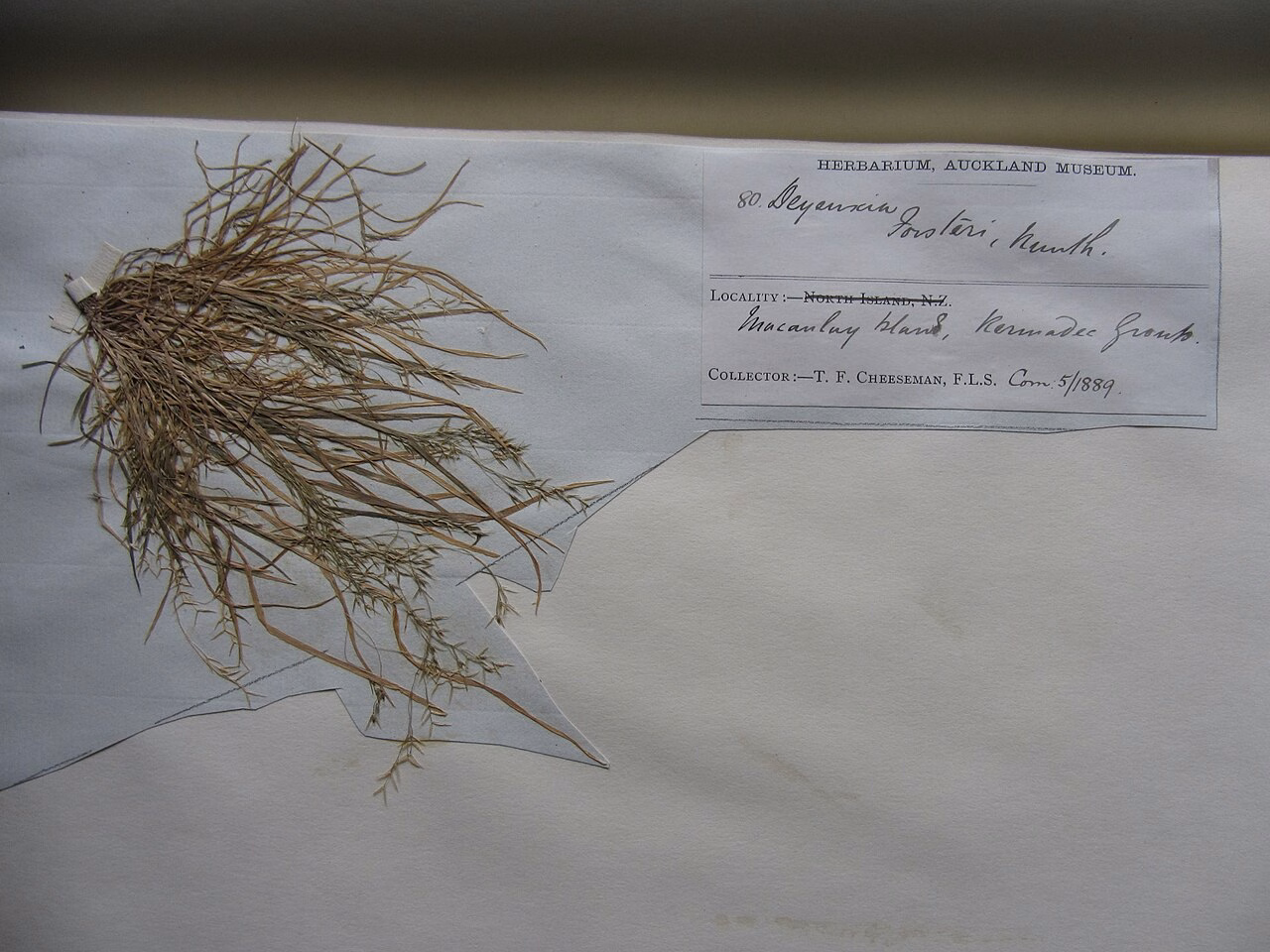 Lachnagrostis littoralis subsp. littoralis (Lachnagrostis littoralis subsp. littoralis)