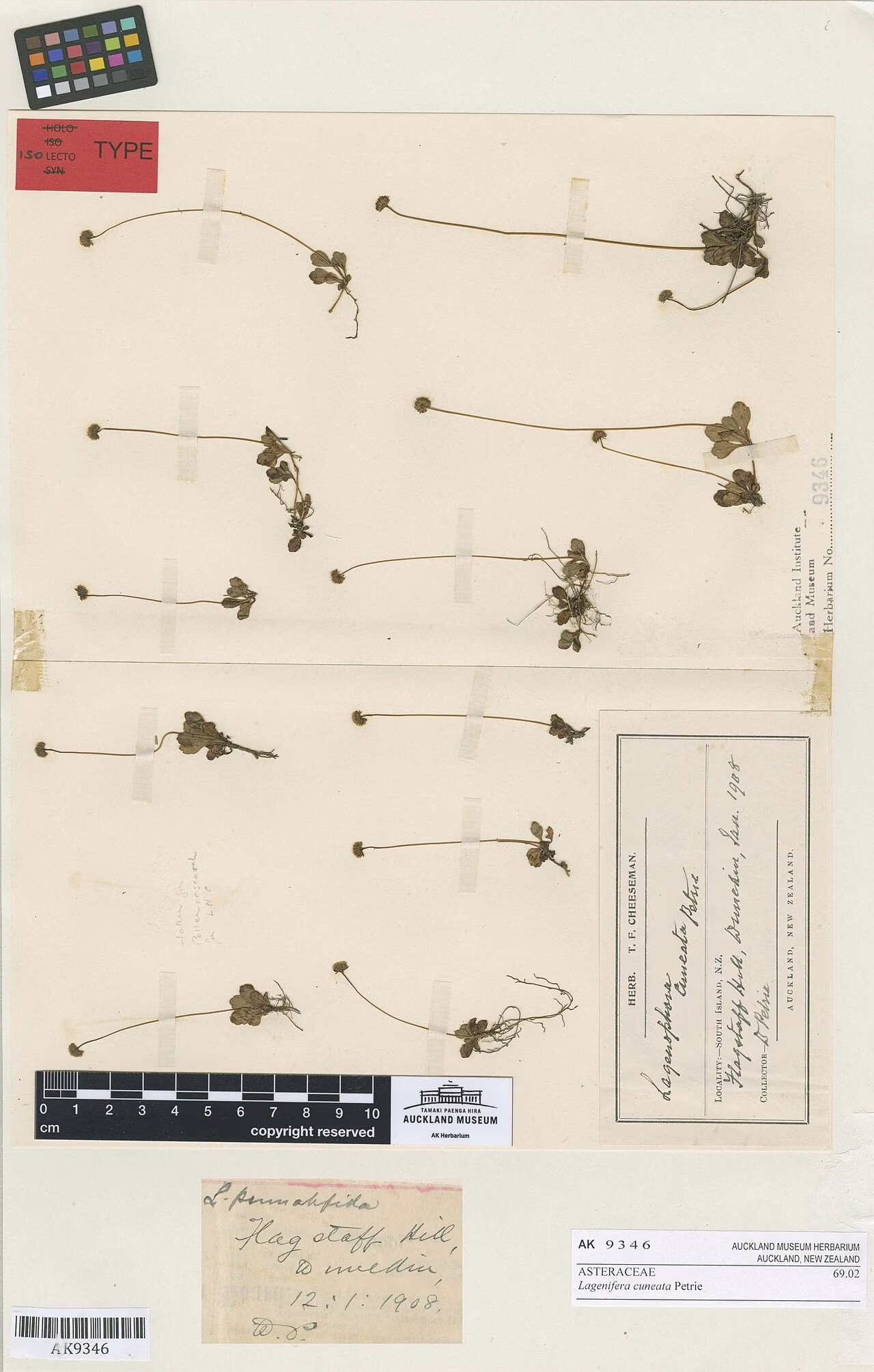 Lagenifera cuneata (Lagenifera cuneata) hero image