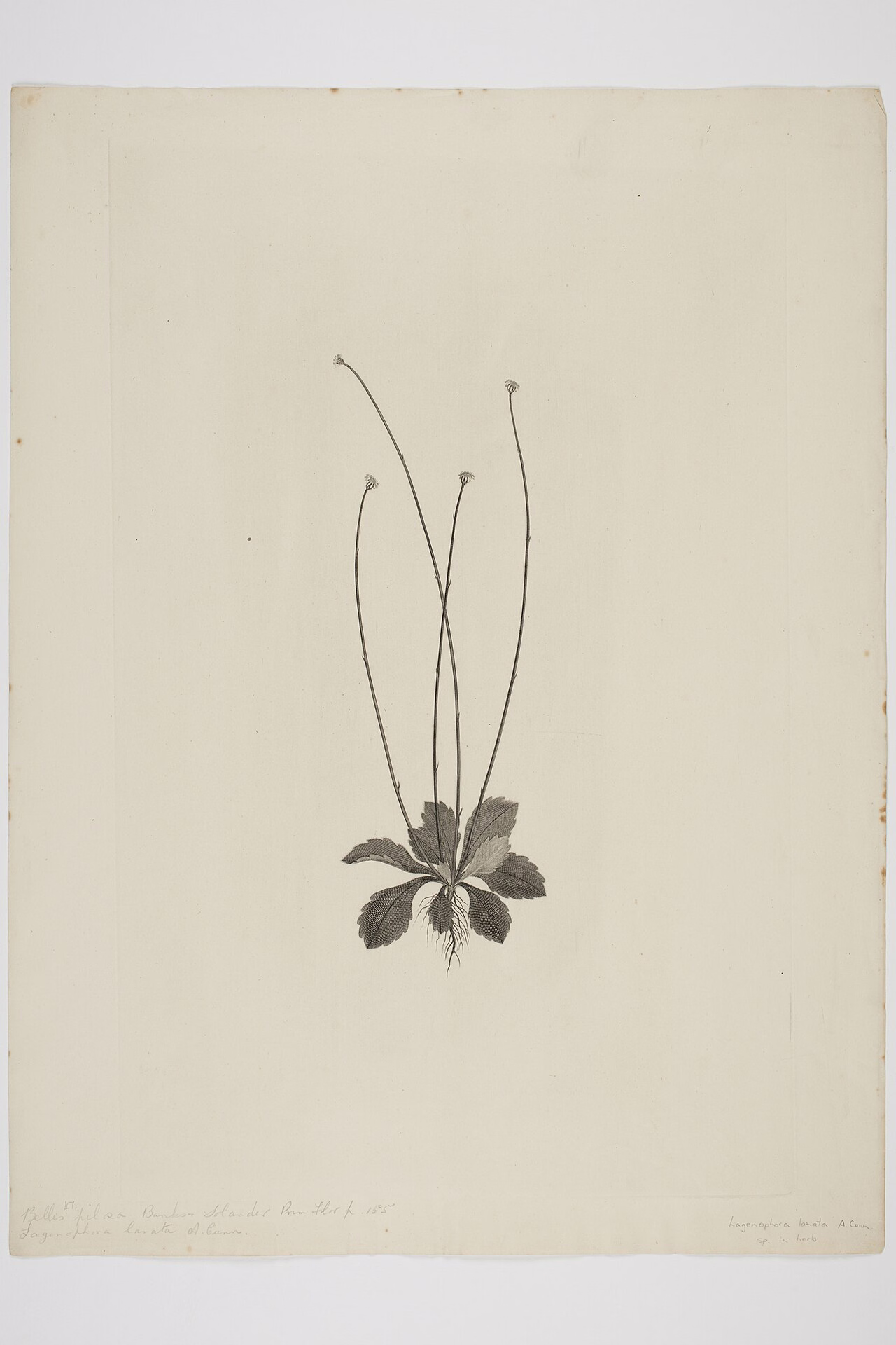 Lagenifera lanata (Lagenifera lanata)