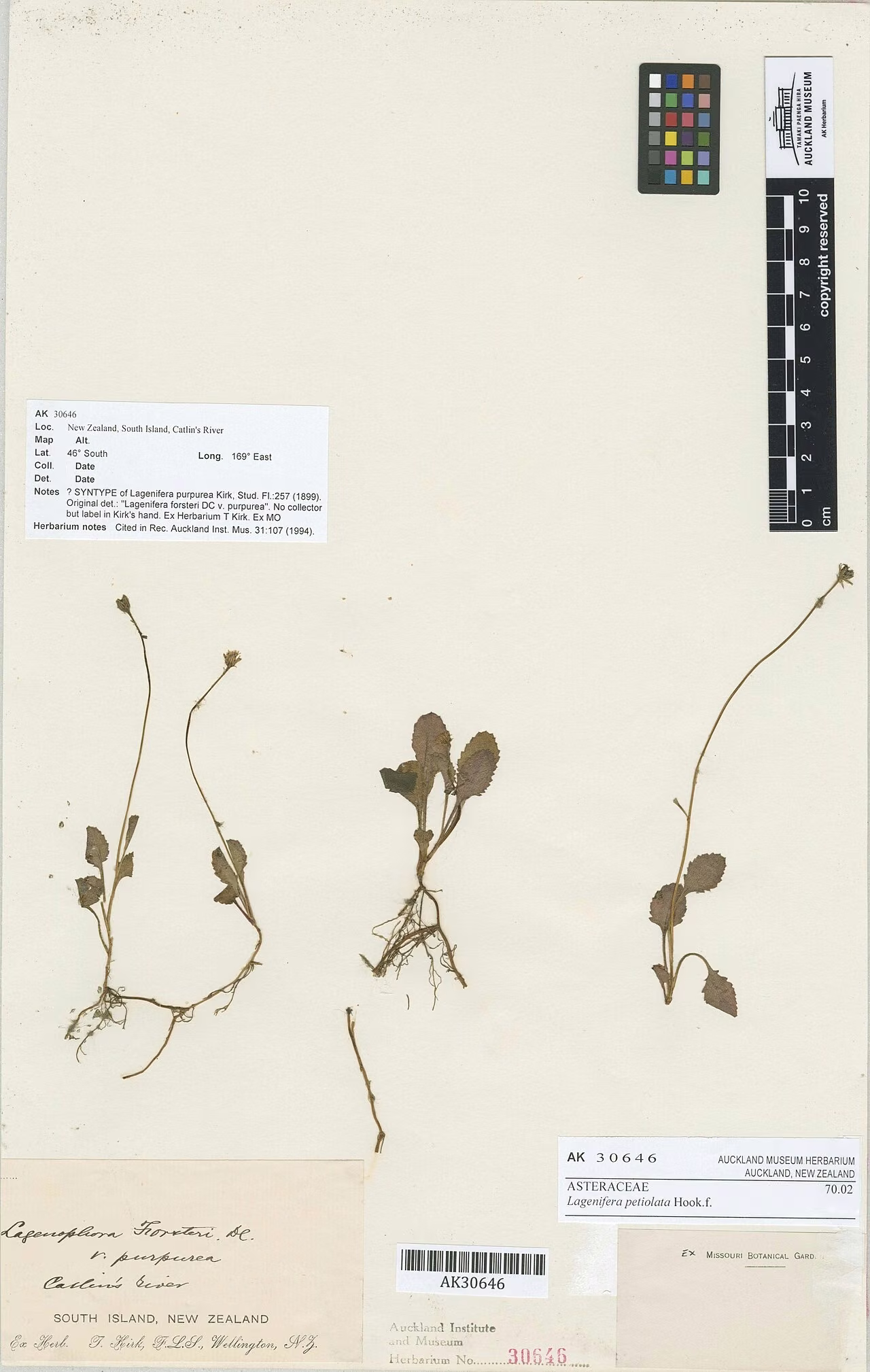 Lagenifera petiolata (Lagenifera petiolata)