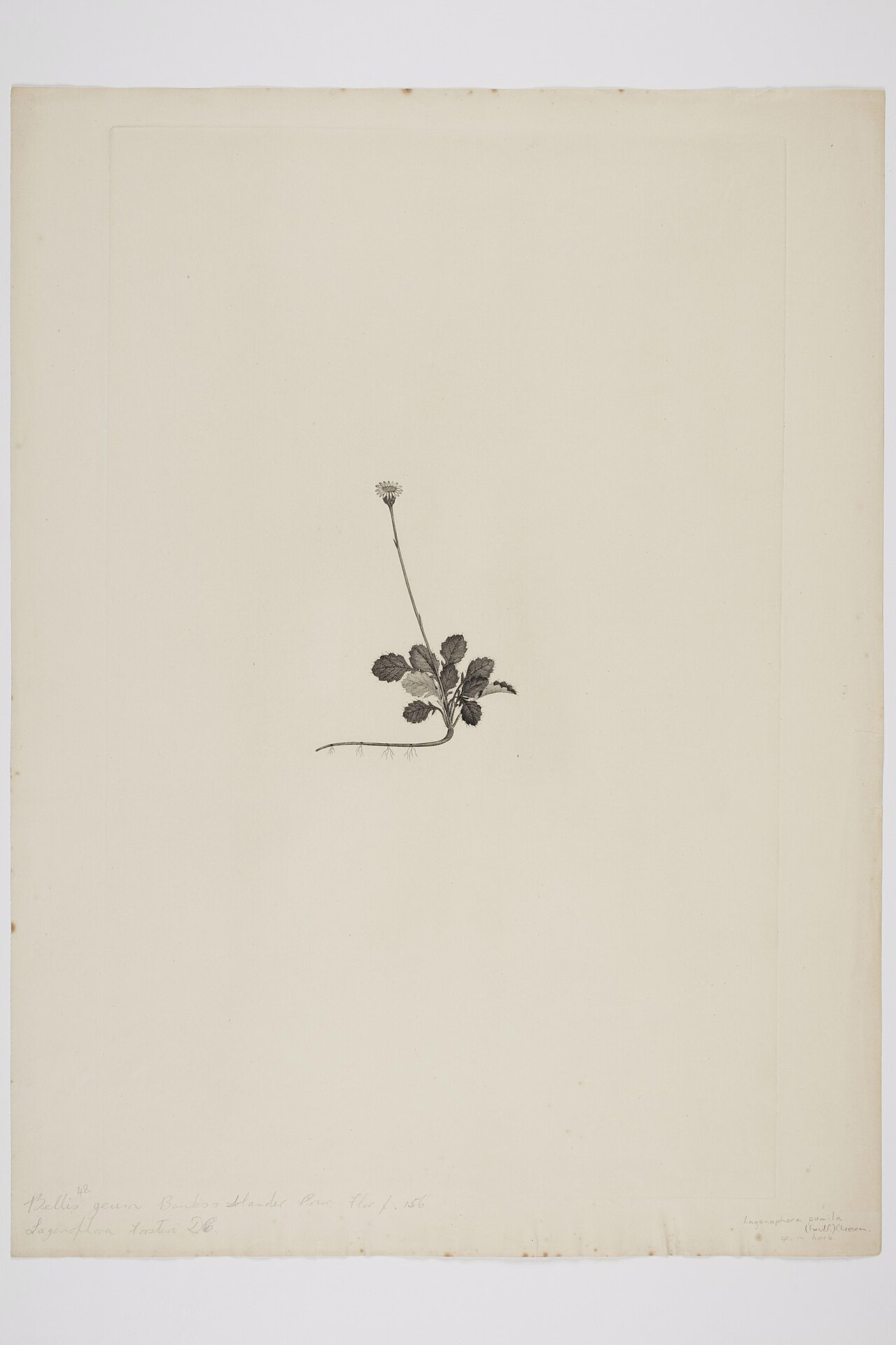 Lagenifera pumila (Lagenifera pumila)